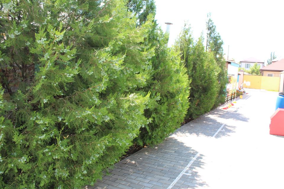 territoriya-korpus-yasli-1